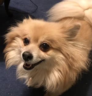smiling-pomeranian